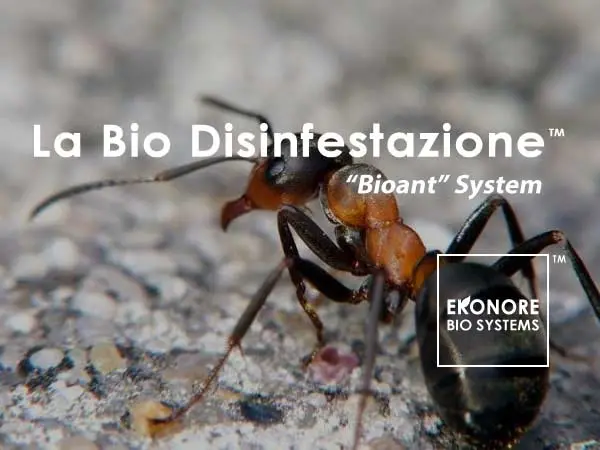 disinfestazione formiche con gel alimentare ecologico